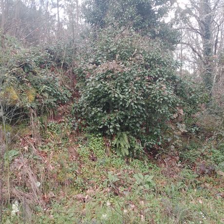 Quinhão Hereditário · Lamego e Tarouca