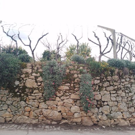 Quinhão Hereditário · Lamego e Tarouca