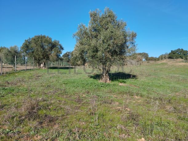 Terreno com 1,3 hectares · Garvão, Ourique