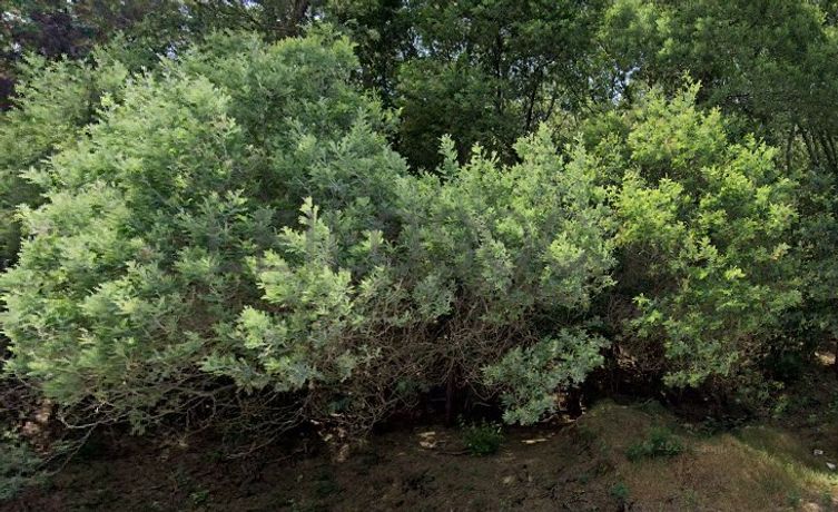 Terrenos · Silvares, Fundão