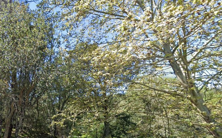 Terrenos · Silvares, Fundão