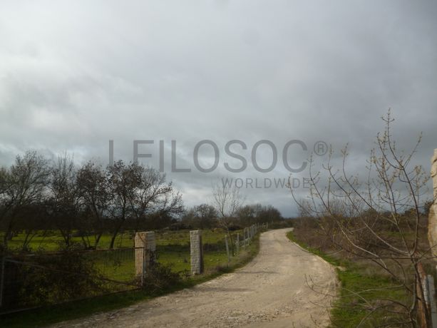 Terreno com 1,4 hectares · Figueira de Castelo Rodrigo