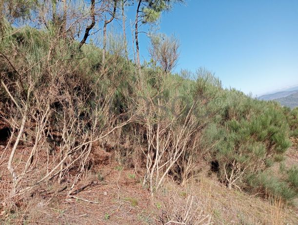 Terrenos e Meações de Terrenos · Carvalho de Rei, Amarante