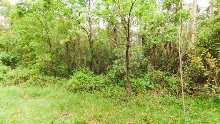 Terreno com 2.260,00 m² · Juncal, Porto de Mós