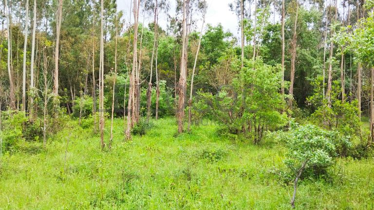 Terreno com 2.260,00 m² · Juncal, Porto de Mós