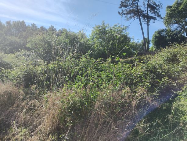 Terrenos · Águeda