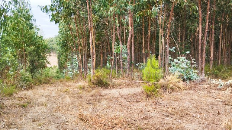 Terreno com 4.700 m² · Igreja Nova do Sobral, Ferreira do Zêzere