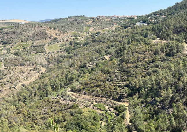 Terreno com 49.470 m² · Vila Seca, Viseu