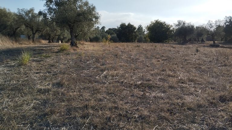 Proporção de 1/3 de Terreno · São Pedro de Tomar, Tomar