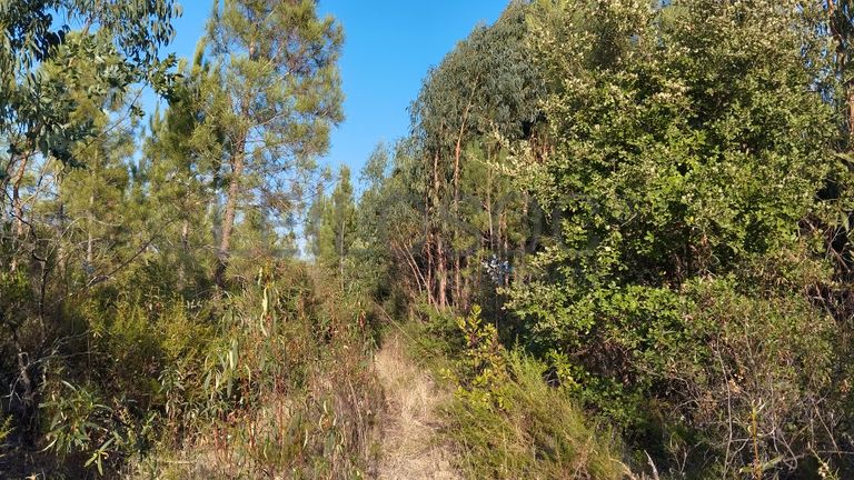 Proporção 1/3 de Terreno · Asseiceira, Tomar