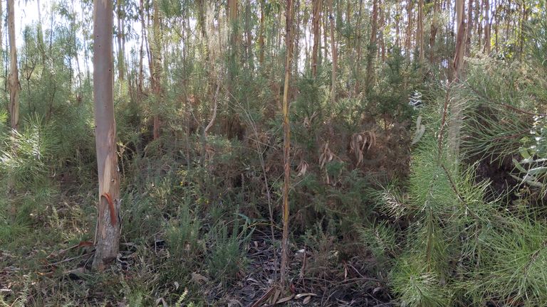 Terreno com 1.300 m² · Travanca de Lagos, Oliveira do Hospital