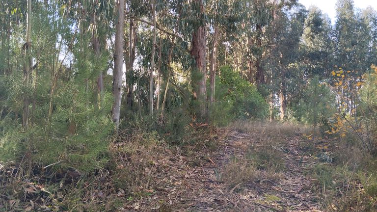 Terreno com 1.300 m² · Travanca de Lagos, Oliveira do Hospital