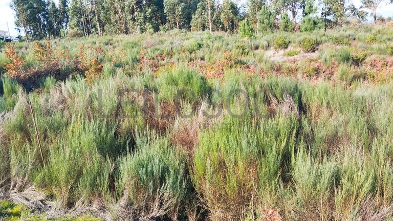 Terreno com 450 m² · Travanca de Lagos, Oliveira do Hospital