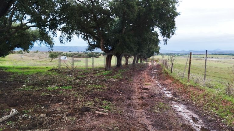 Terrenos com +35 hectares · Ladoeiro, Idanha-a-Nova