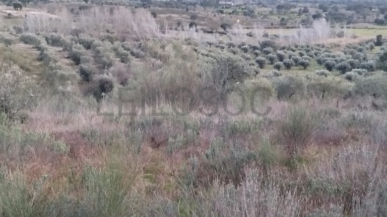 Terreno · Ladoeiro, Idanha-a-Nova