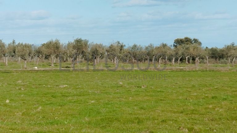 Quinta com +9 hectares · Castelo Novo, Fundão