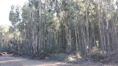 Terreno · Ferreira do Zêzere, Santarém 