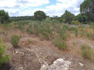 Proporção de 1/5 de 10 Terrenos · Carregal do Sal