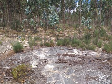 Proporção de 1/5 de 10 Terrenos · Carregal do Sal