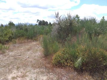 Proporção de 1/5 de 10 Terrenos · Carregal do Sal