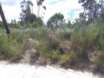 Proporção de 1/5 de 10 Terrenos · Carregal do Sal