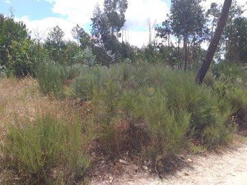 Proporção de 1/5 de 10 Terrenos · Carregal do Sal