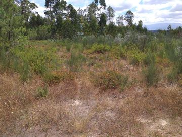 Proporção de 1/5 de 10 Terrenos · Carregal do Sal