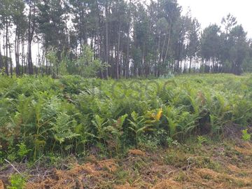 Proporção de 1/5 de 10 Terrenos · Carregal do Sal