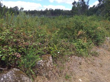 Proporção de 1/5 de 10 Terrenos · Carregal do Sal