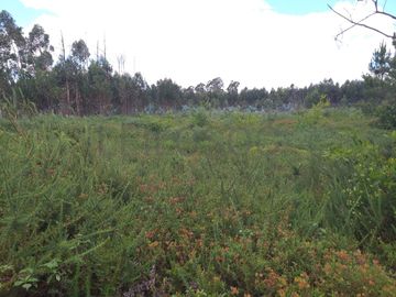 Proporção de 1/5 de 10 Terrenos · Carregal do Sal