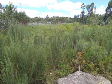 Proporção de 1/5 de 10 Terrenos · Carregal do Sal