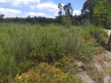 Proporção de 1/5 de 10 Terrenos · Carregal do Sal