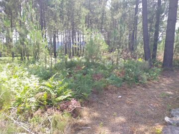 Proporção de 1/5 de 10 Terrenos · Carregal do Sal