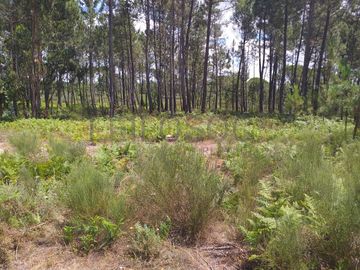 Proporção de 1/5 de 10 Terrenos · Carregal do Sal