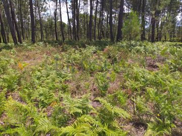 Proporção de 1/5 de 10 Terrenos · Carregal do Sal