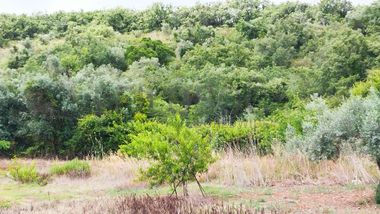 Terreno · Ferreira do Zêzere, Santarém