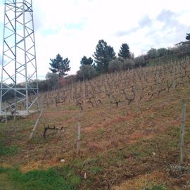 Quinhão Hereditário · Lamego e Tarouca