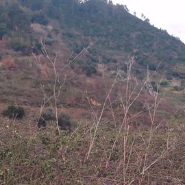 Quinhão Hereditário · Lamego e Tarouca
