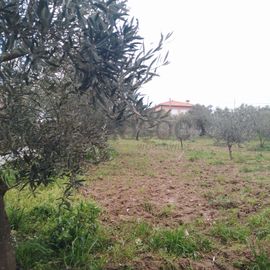 Quinhão Hereditário · Lamego e Tarouca