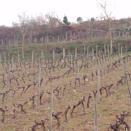 Quinhão Hereditário · Lamego e Tarouca