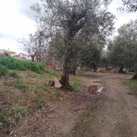 Quinhão Hereditário · Lamego e Tarouca