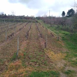 Quinhão Hereditário · Lamego e Tarouca
