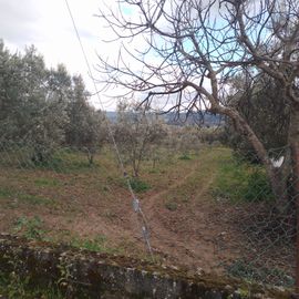 Quinhão Hereditário · Lamego e Tarouca