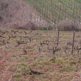 Quinhão Hereditário · Lamego e Tarouca
