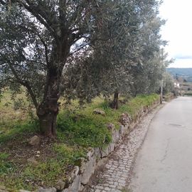 Quinhão Hereditário · Lamego e Tarouca