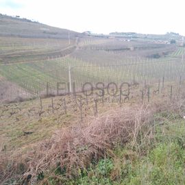 Quinhão Hereditário · Lamego e Tarouca