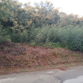 Quinhão Hereditário · Lamego e Tarouca