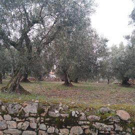 Quinhão Hereditário · Lamego e Tarouca