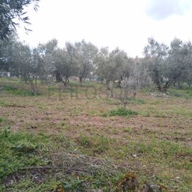 Quinhão Hereditário · Lamego e Tarouca